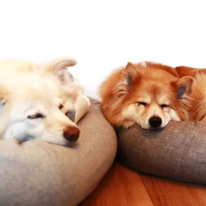 犬用ベッドを長く使ってもらうために